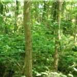 SEMIS de ROBINIER Faux Acacia - boîte métal de 1kg