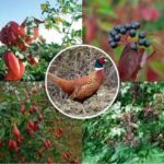 MÉLANGE GIBER À PLUME - boîte métal de 1kg