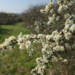 SEMIS d’ÉPINE NOIRE - boîte métal de 1kg