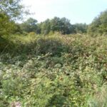 SEMIS de RONCE - boîte métal de 1kg