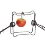 Piège en X ou Conibear double ressort