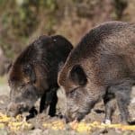 RS18 Répulsif Sangliers 5L